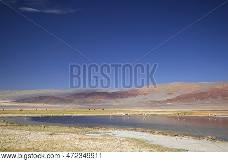 The Carachi Pampa Lagoon, Biosphere Reserve, Argentina. High Quality Photo