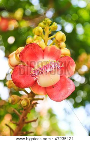 Shorea Robusta Or Cannonball Flower