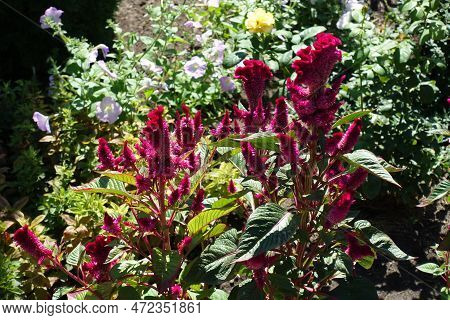 Numerous Magenta Colored Flowers Of Celosia Argentea Var. Cristata In August