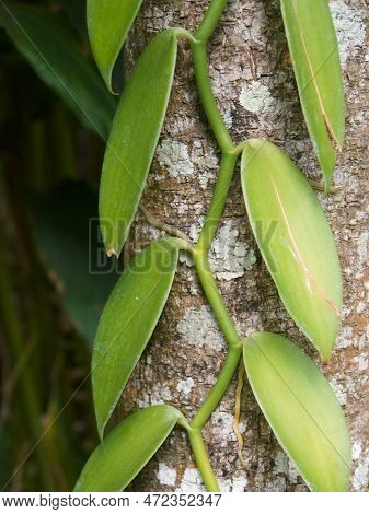 Closeup Tree With Plant Climbing Around Bark, Thekaddy, Southern India