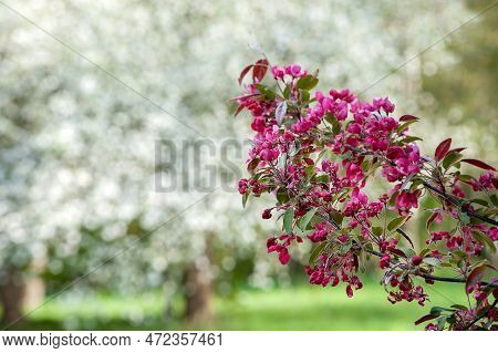 A Branch Of The Nedzvetskyi Apple Tree On A Background Of White Flowers Close-up In The Park