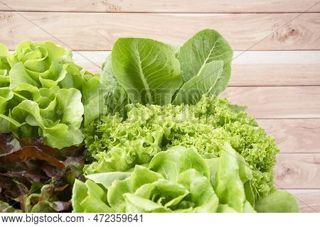 Group Of Hydroponic Vegetables On Wooden Background. Green Butter Head, Red Oak, Green Oak, Green Co