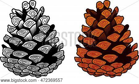 Open Ripe Spruce Cone, Color And Monochrome Vector Illustration