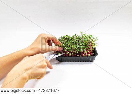 Woman's Hands Cuts Microgreen Of Radish Coral Sprouts With Scissors.  White Background.
