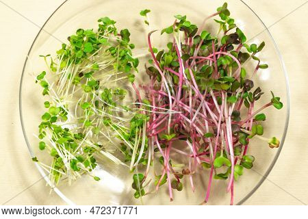 Cut Young Shoots Microgreen Of Red Radish Coral And Green Arugula On In A Glass Transparent Plate. L