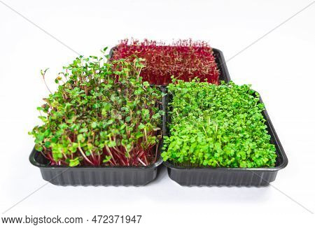 Three Containers Of Grown Microgreen Shoots. Arugula And Radish Coral Green Sprouts And Red Amaranth