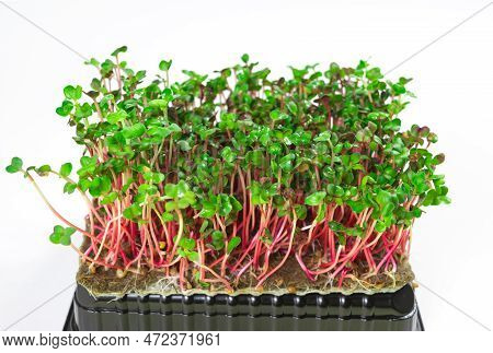 Young Shoots Microgreen Of Radish Coral Grown On A Linen Mat For Eating. Green Leaves And Red Stems 