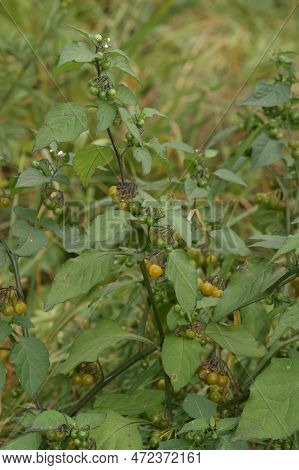 Closeup On The Medicinal European Black Nightshade , Solanum Nigrum Plant