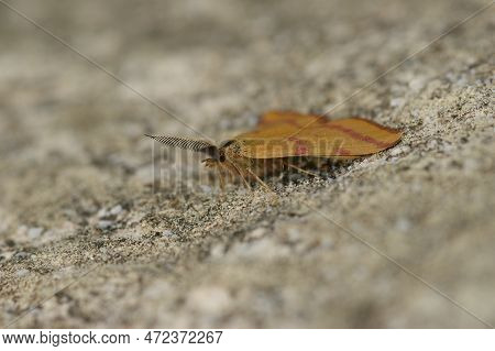 Closeup On The Colorful Purple-barred Yellow Geometer Moth, Lythria Cruentaria , Sitting On A Stone