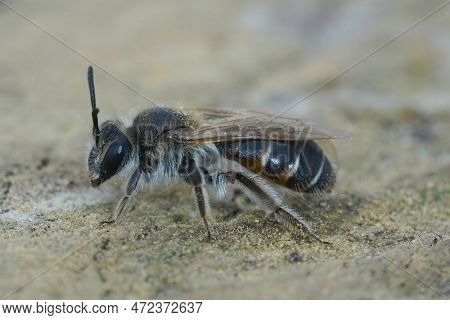 Closeup Of A Female Red-belied Miner Mining Bee, Andrena Ventralis On A Piece Of Wood