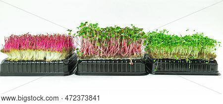 Young Shoots Microgreen Of Radish Coral Grown On A Linen Mat For Eating. Green Leaves And Red Stems 