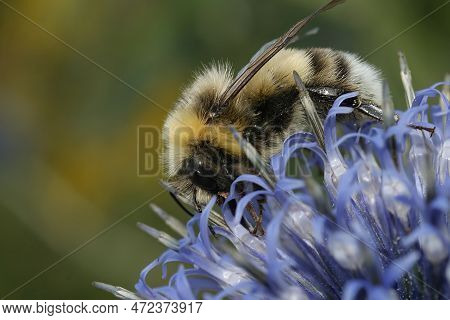 Closeup On A Fluffy Haire Queen White-tailed Bumblebee , Bombus Lucorum