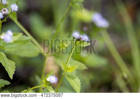 Flowers Of A Goatweed Plant, Ageratum Conyzoides