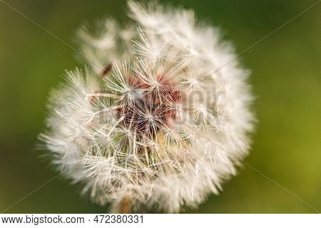 Macro Closeup Detail With Selective Focus Of Partial Dandelion Plant Seed Cotton Ball With Green Bac