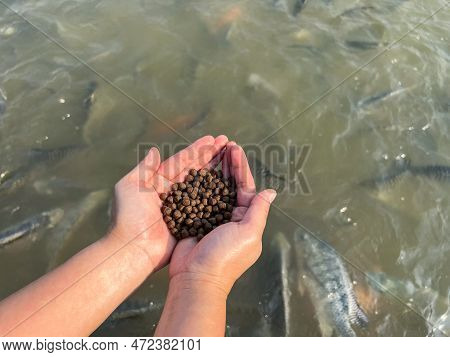 Feed The Fish, Close Up Brown Pellets Feeds For Fish In Hand, Feed Fish From Feeding Food On Water S