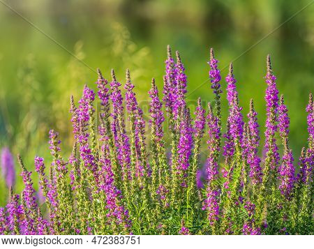 Summer Flowering Purple Loosestrife, Lythrum Tomentosum Or Spiked Loosestrife And Purple Lythrum On