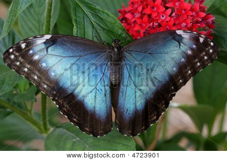 Modrá Morpho motýl