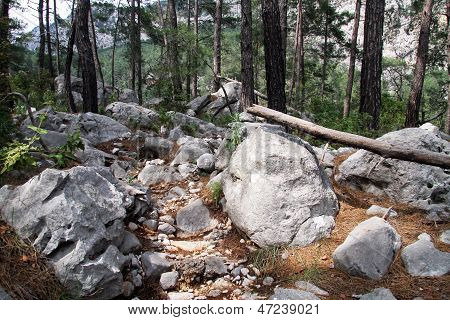 Pinhal