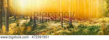Sun Shining Through Forest Trees Woods. Sunset Sunrise In Summer Forest Landscape. Panoramic Pine Fo