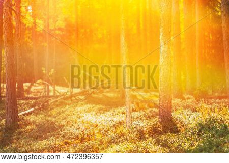 Pine Forest On Bright Sunny Autumn Day. Sun Shining Through Forest Trees Woods. Sunset Sunrise In Su