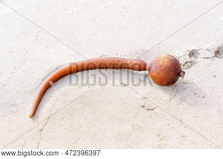Brown Seaweed With A Floating Bulb On Top Lying On The Sand. Close-up Look At The Ocean Pollution An