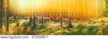 Sun Shining Through Forest Trees Woods. Sunset Sunrise In Summer Forest Landscape. Panoramic Pine Fo