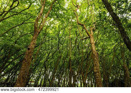Woods Of Rainha D. Leonor , In Caldas Da Rainha - Portugal, Borders The Parque D. Carlos I And Is Ch