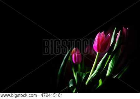 Bouquet Of Colorful Tulip Flowers On The Dark Black Background. Empty Place For A Text For Letters, 