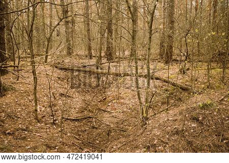 Old Abandoned World War Ii Trenches In Forest Since Second World War In Belarus. Early Spring Or Aut