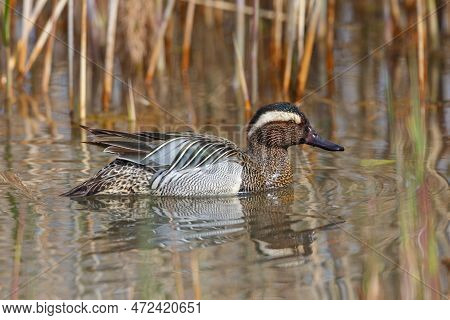 Side View Male Garganey Duck (anas Querquedula) Swimming Between Reed In Sunlight