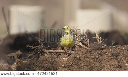 Rajkot, Gujarat, India. March-10-2023. Yellow Wagtail (motacilla Flava)