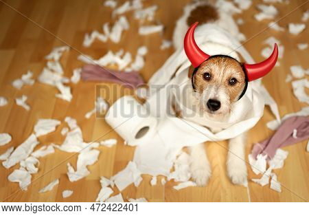 Funny, Active Naughty Dog After Biting, Chewing A Toilet Paper. Pet Mischief, Puppy Training.