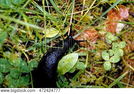 The Black Form Of The Large Black Slug (arion Ater) From Above. Black Slug, Black Arion, European Bl
