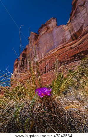 Fleur de Cactus sauvage