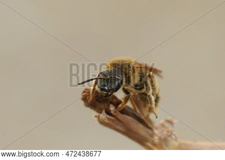 Closeup Of A Female Great Banded Furrow Bee, Halictus Scabiosae Sitting On A Twig