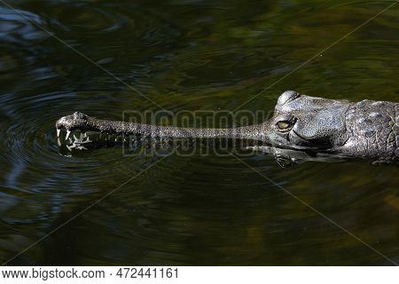 An Indian Gharial Floating In Water Enjoying Afternoon Sun