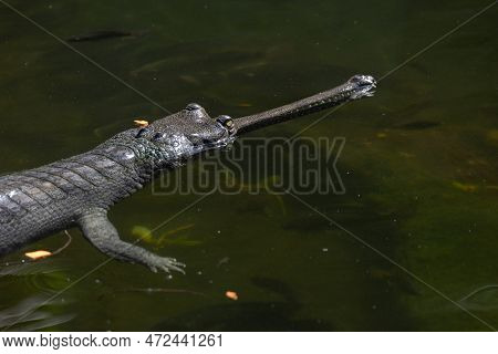 An Indian Gharial Floating In Water Enjoying Afternoon Sun