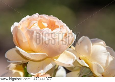 Close Up Of A Pink Rose In Bloom
