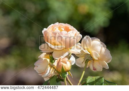 Close Up Of A Pink Rose In Bloom