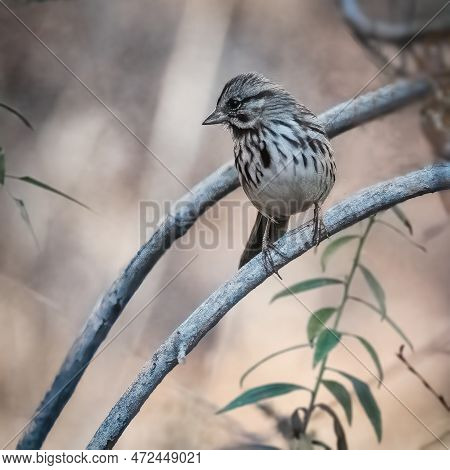 Song Sparrow. A Small Bird Is On Branches In A Sunset Of Autumn