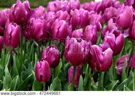 Bright Purple Tulips Close Up At Goztepe Park During The Annual Tulip Festival In Istanbul, Turkiye