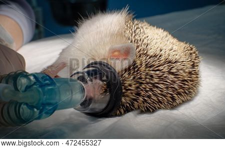 Rescue Of A Domestic Hedgehog. An Unconscious Hedgehog Lies On Its Side On A Table In An Oxygen Mask