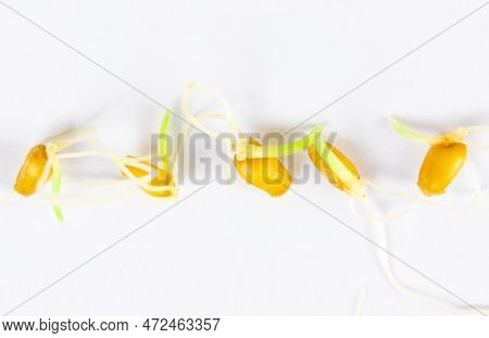 Sprouted Grains Of Wheat With Small Roots And Sprouts Close-up On A White Background. Concept Of Hea