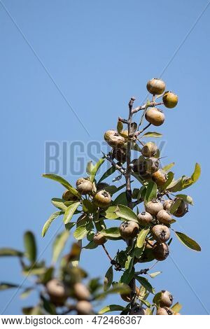 Pyrus Spinosa Pyrus Amygdaliformis The Almond-leaved Pear Fruit Tree.