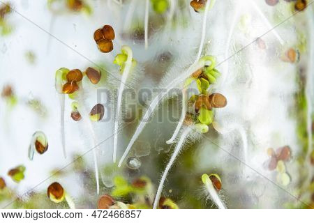 Young Sprouts Of Radish Microgreens Behind Glass Growing In Jar. Roots Of Plant Are Covered With Whi