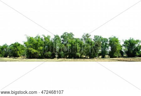 View Of A High Definition Treeline Isolated On A White Background