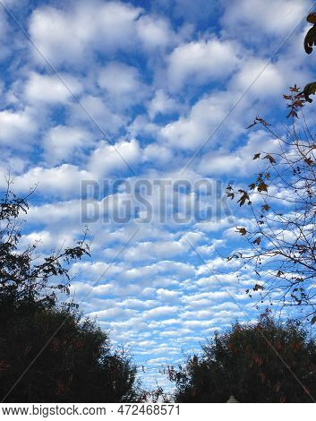 A Layer Of Puffy White Clouds Fills The Sky Overhead, Seen Between A Row Of Leafy Trees. High Qualit