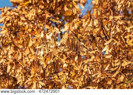 Bright Yellow Leaves And Winged Seeds Of Autumn Maple Tree, In The Light Of Sunset. Dry Autumnal Lea
