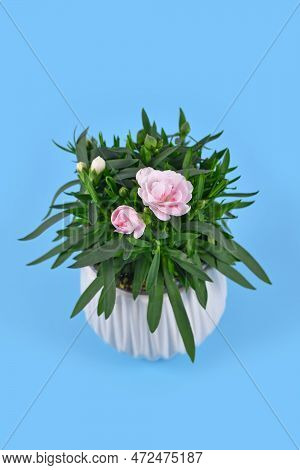 Small Pink Dianthus Flowers In Flower Pot On Blue Background