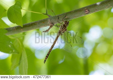 Dragonfly (synthemistidae) Resting On A Tree Branch. Macro Photography.